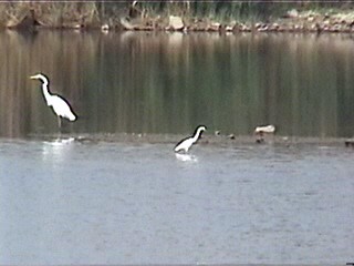 Great Egret - ML622143298