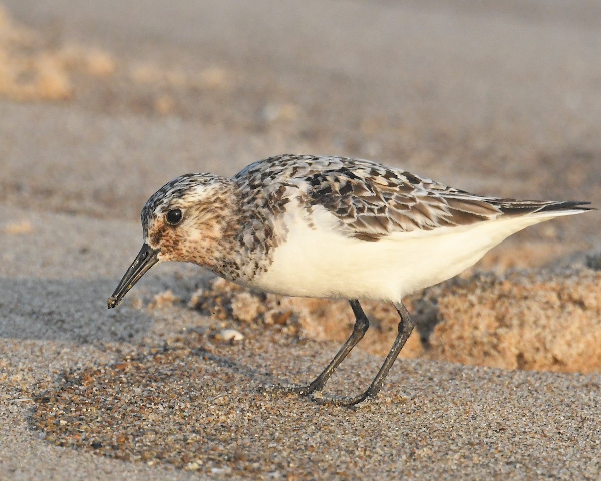 Sanderling - ML622143305