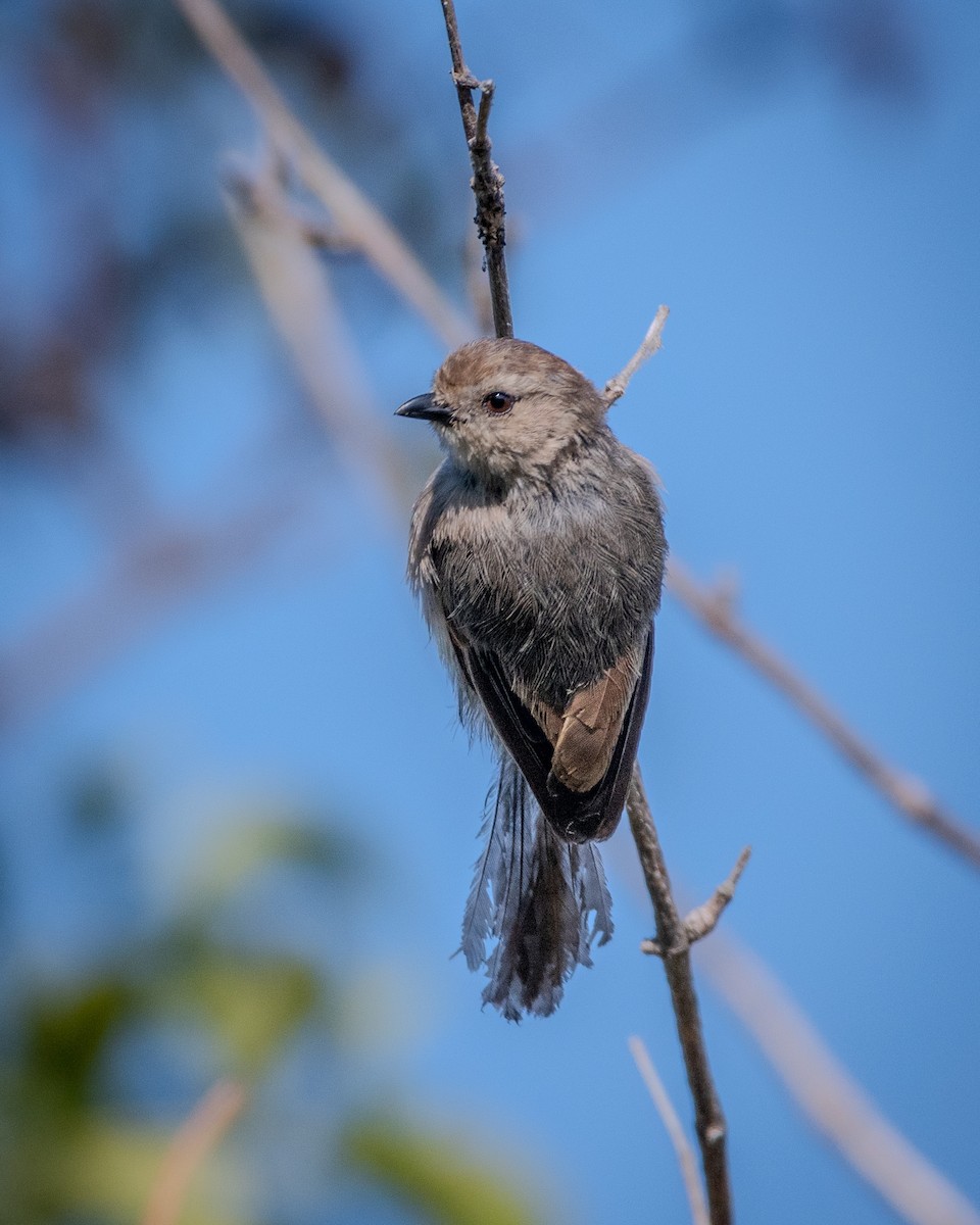 Bushtit - ML622143313