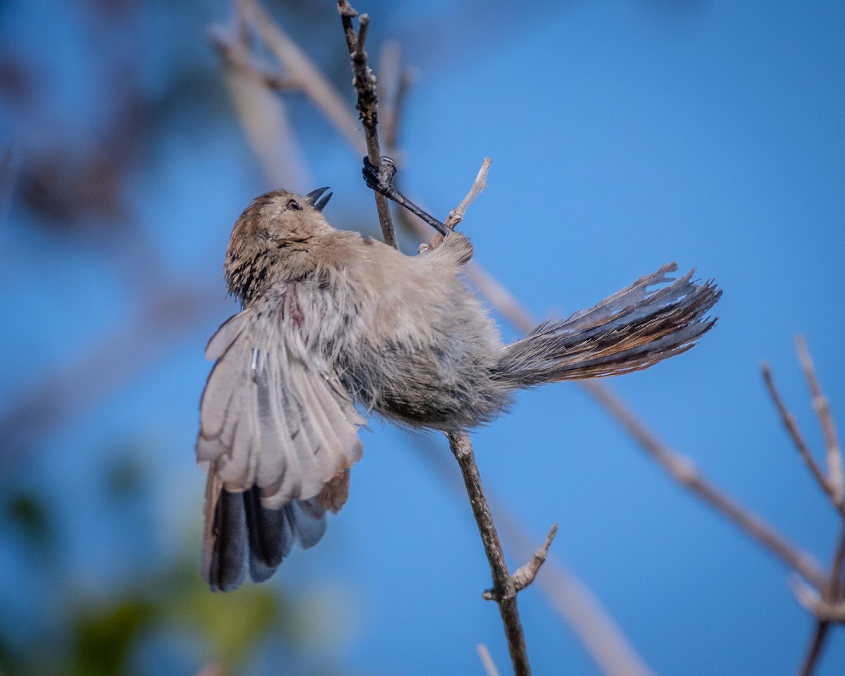 Bushtit - ML622143321