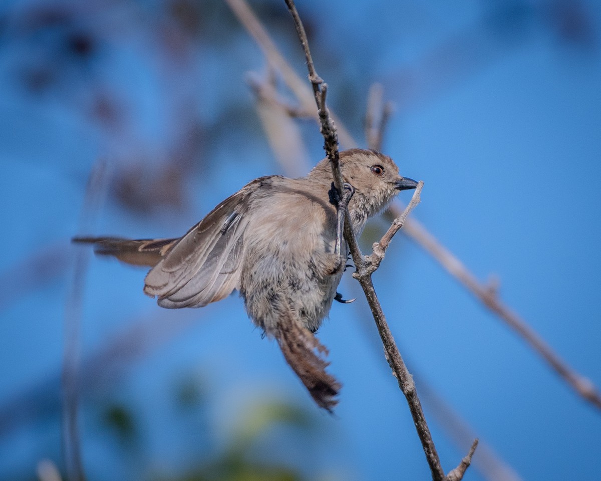 Bushtit - ML622143326