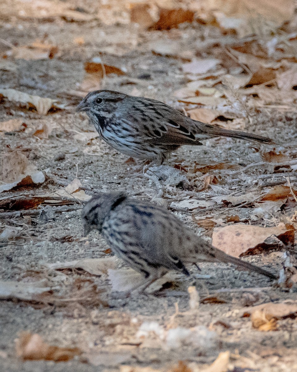 Song Sparrow - ML622143333