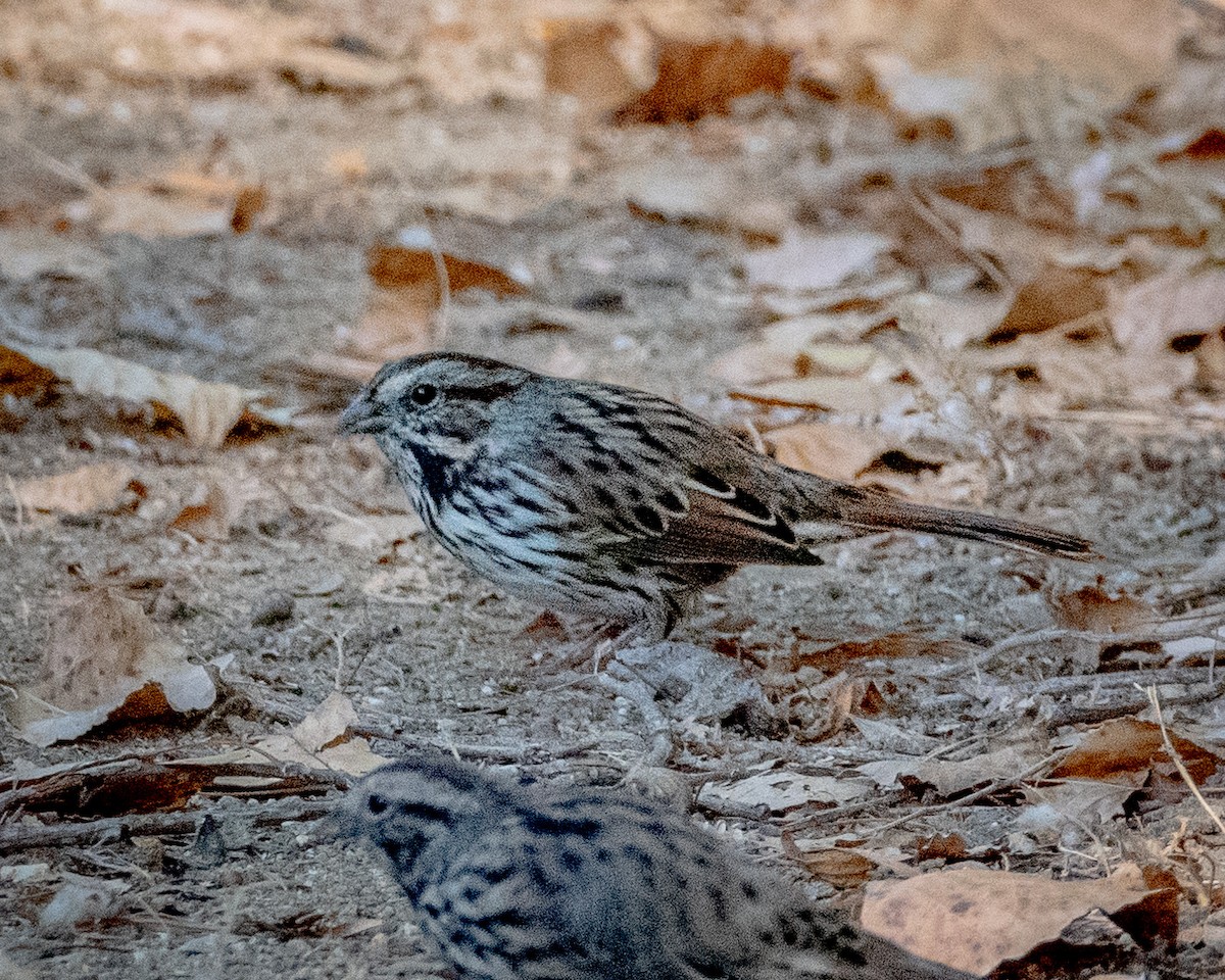 Song Sparrow - ML622143335