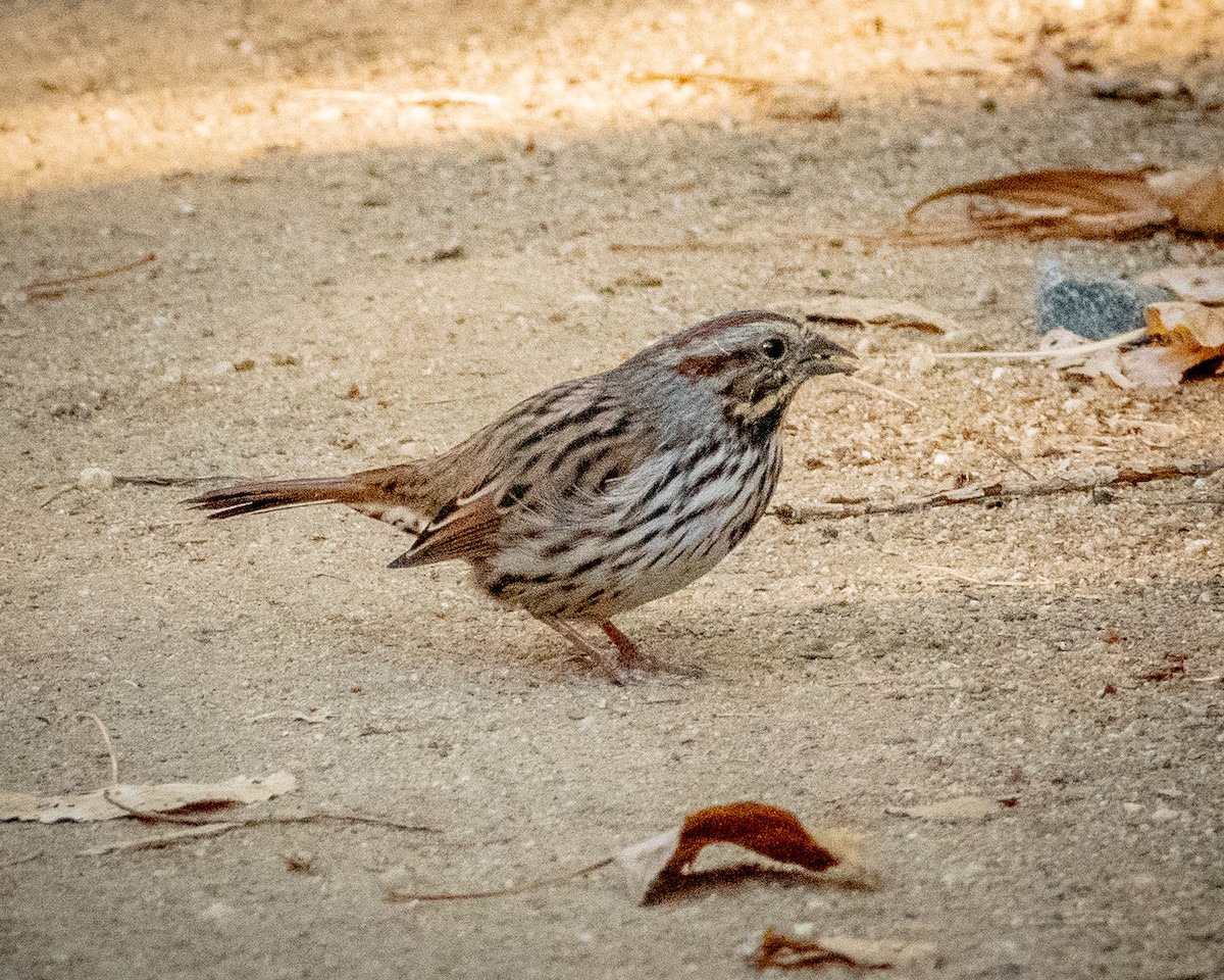 Song Sparrow - ML622143339