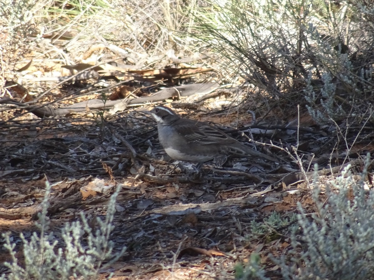 Chestnut Quail-thrush - ML622143340