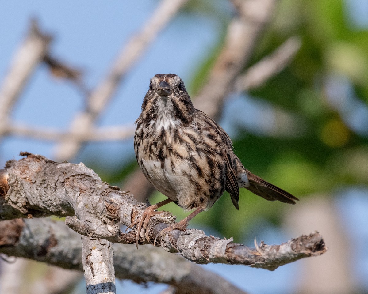 Song Sparrow - James Kendall