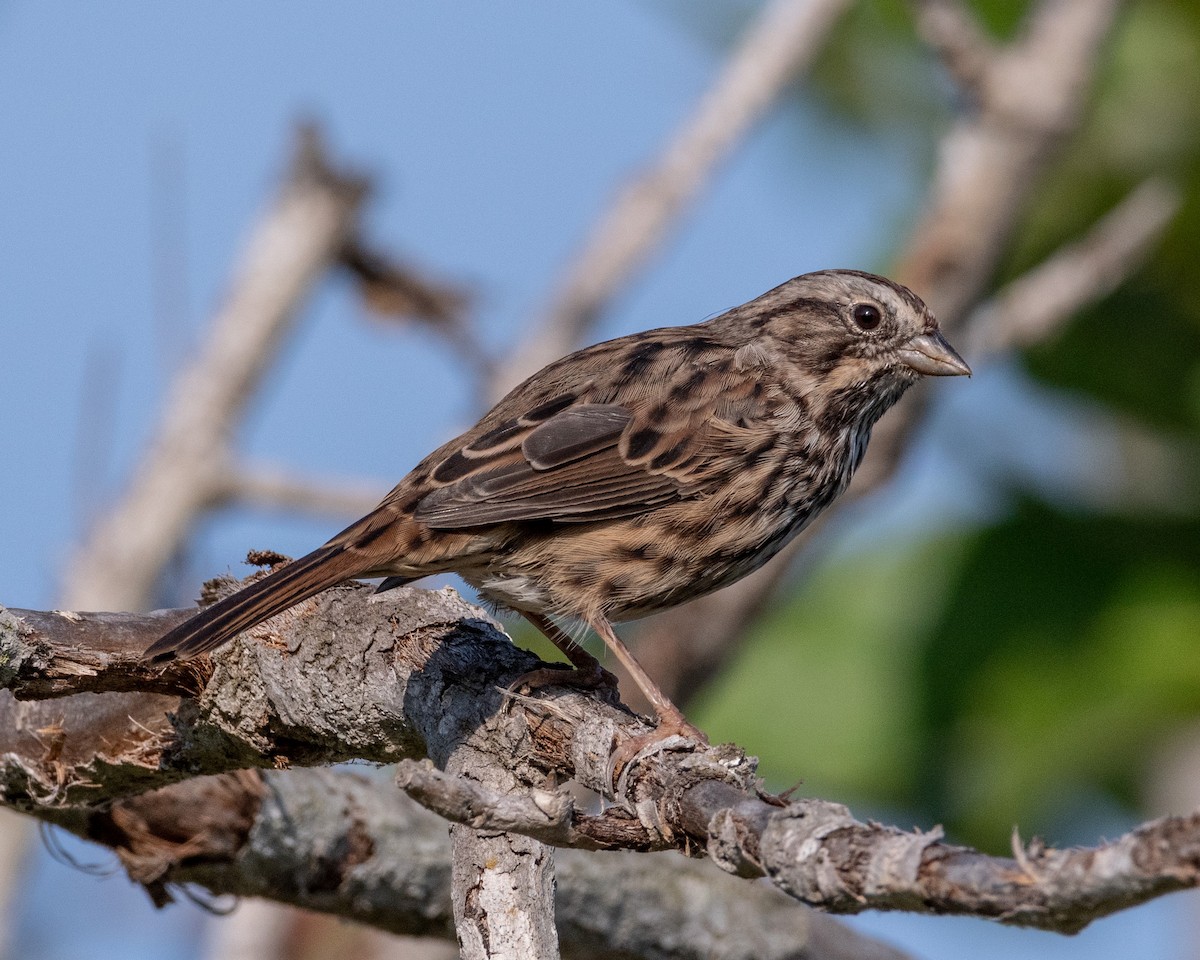 Song Sparrow - ML622143360