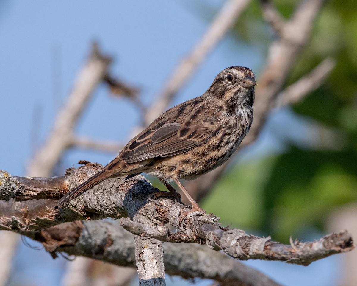 Song Sparrow - ML622143368