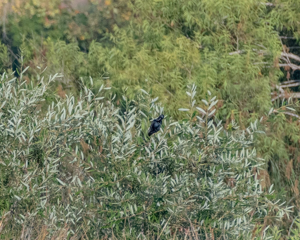 Great-tailed Grackle - ML622143380