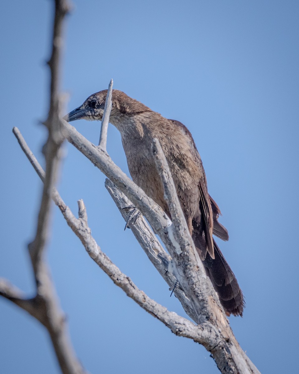 Great-tailed Grackle - ML622143383