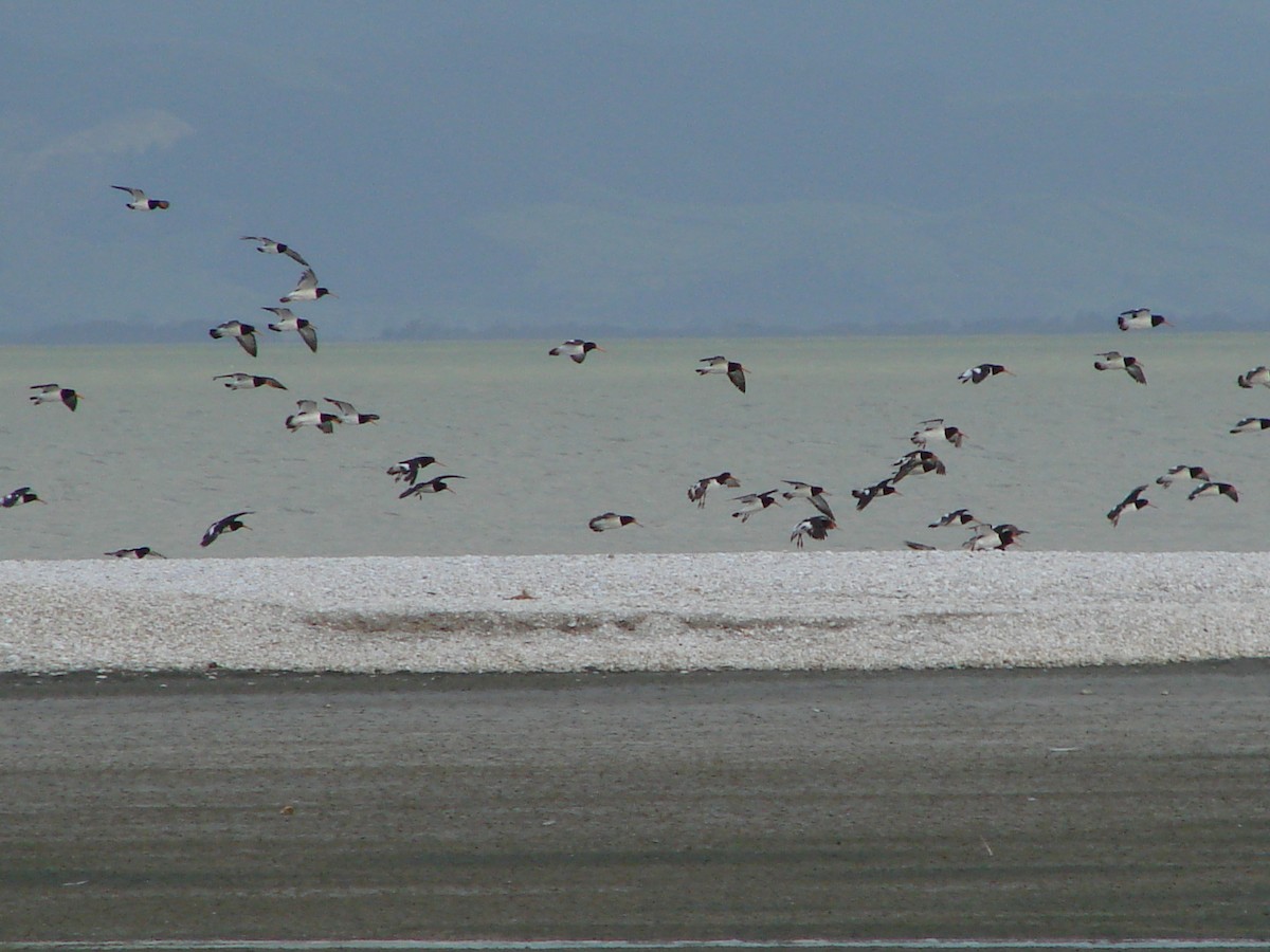 South Island Oystercatcher - ML622143385