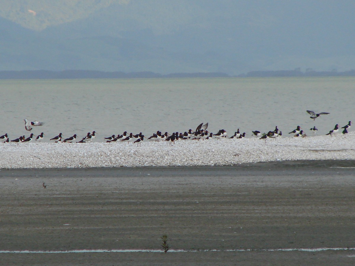 South Island Oystercatcher - ML622143386