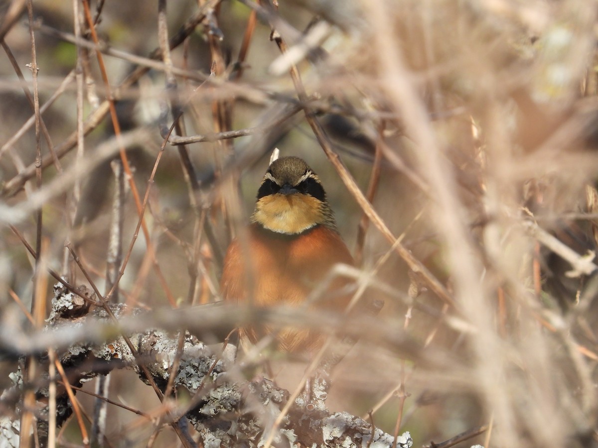 Olive-crowned Crescentchest - Más Aves