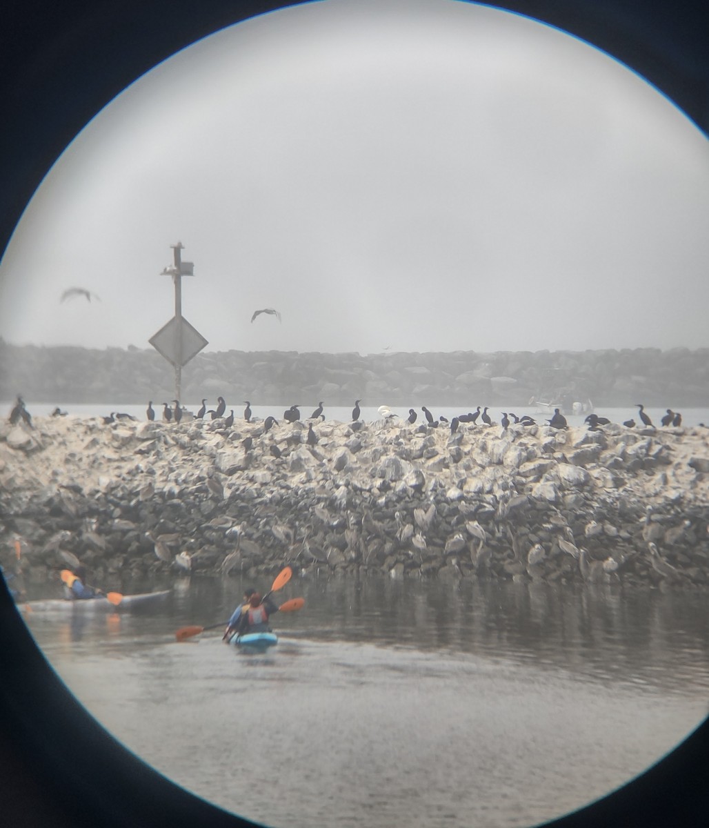 Northern Gannet - ML622143390