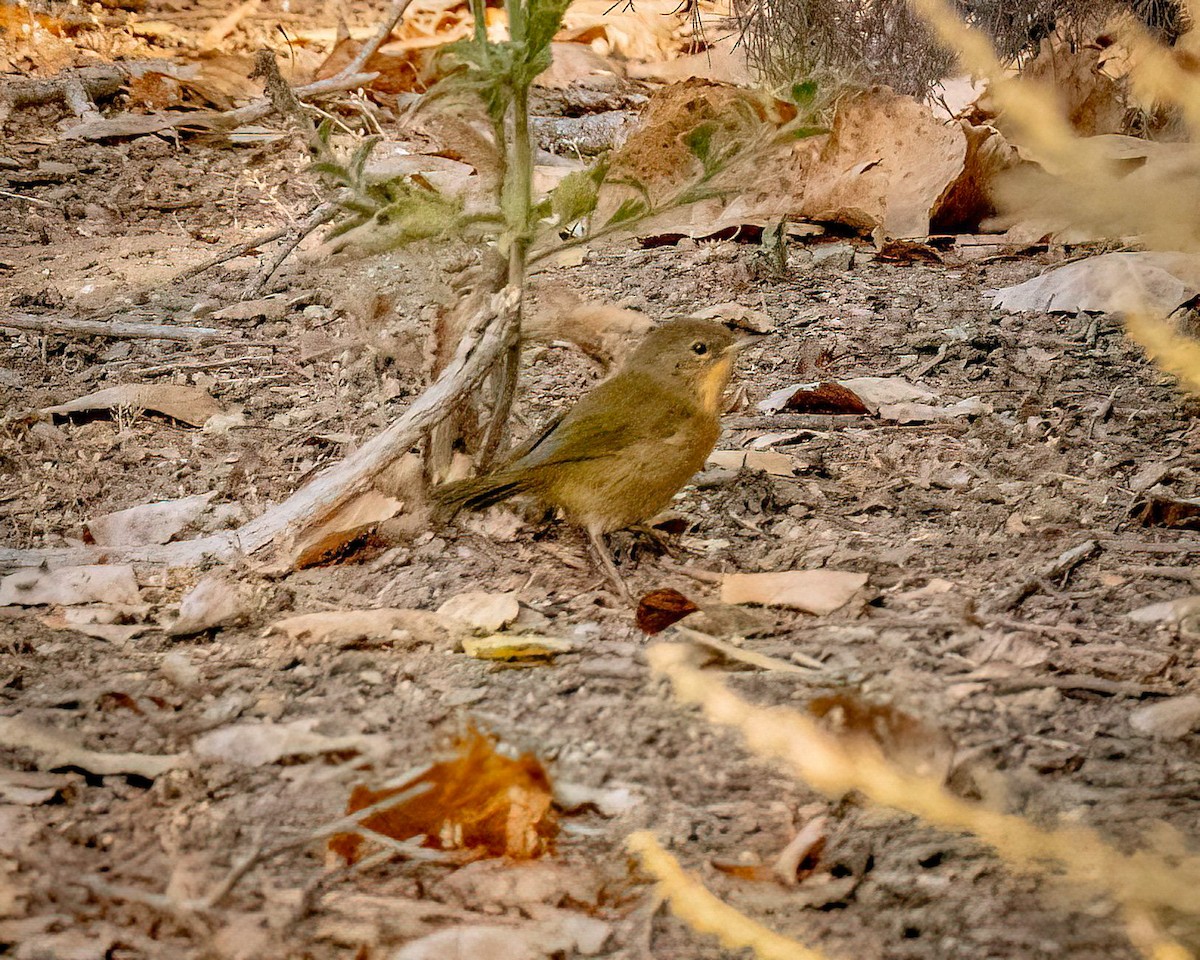 Common Yellowthroat - ML622143393