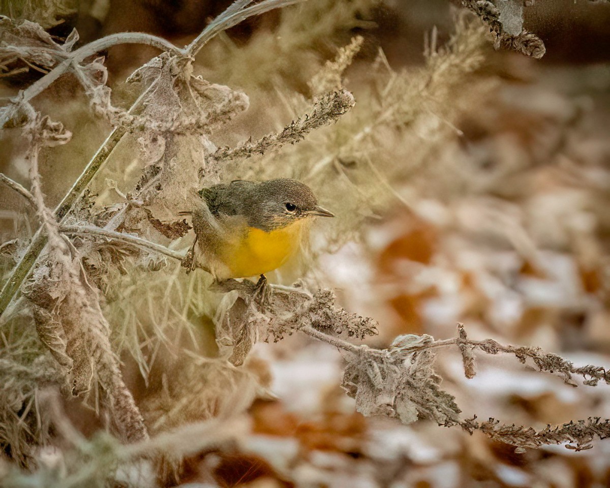 Common Yellowthroat - ML622143399