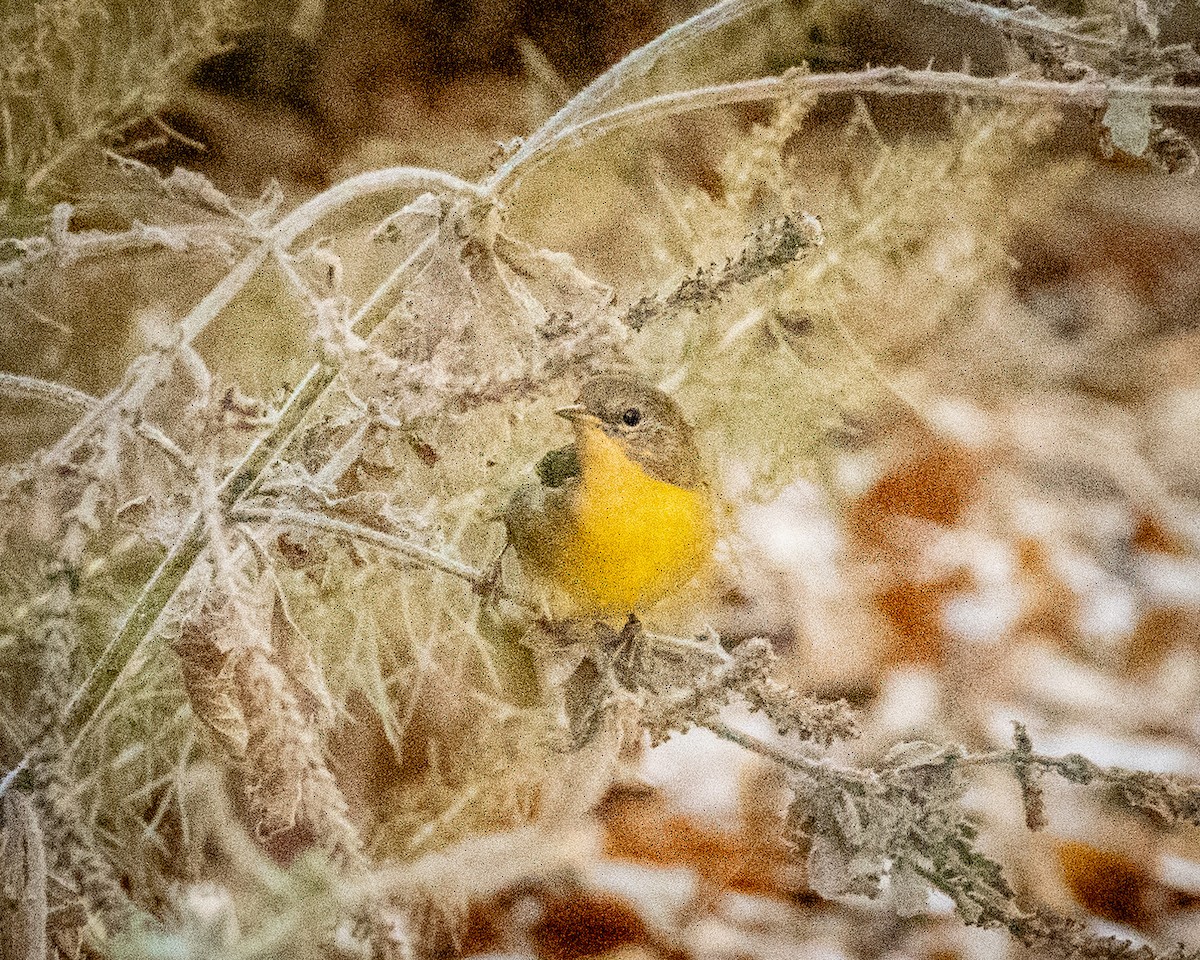 Common Yellowthroat - ML622143400