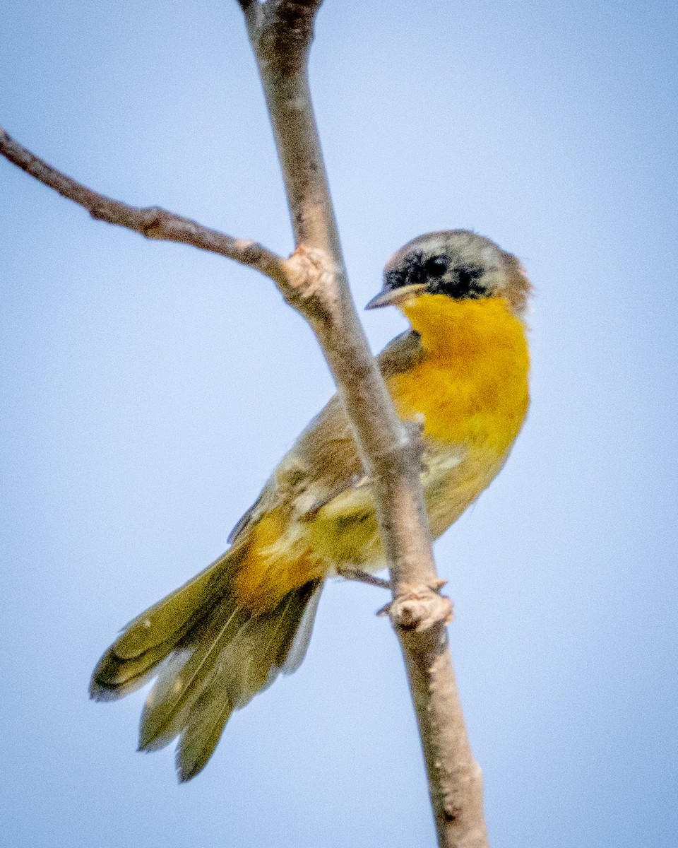 Common Yellowthroat - ML622143401