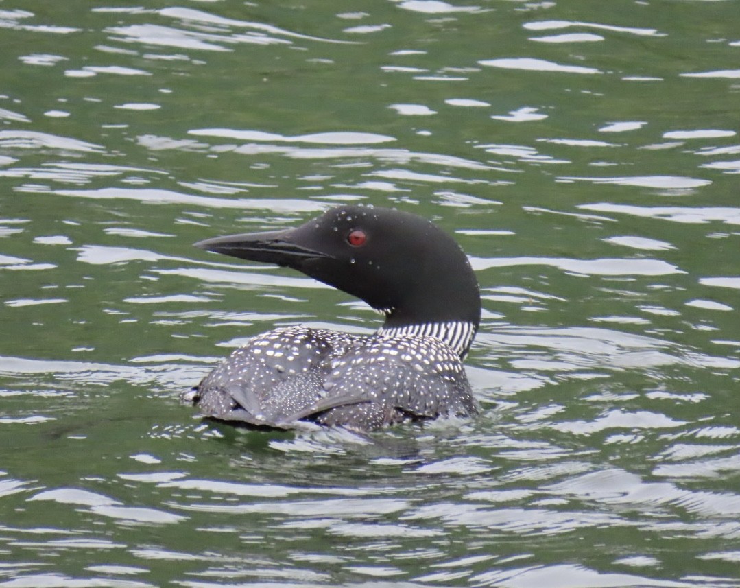 Common Loon - ML622143410