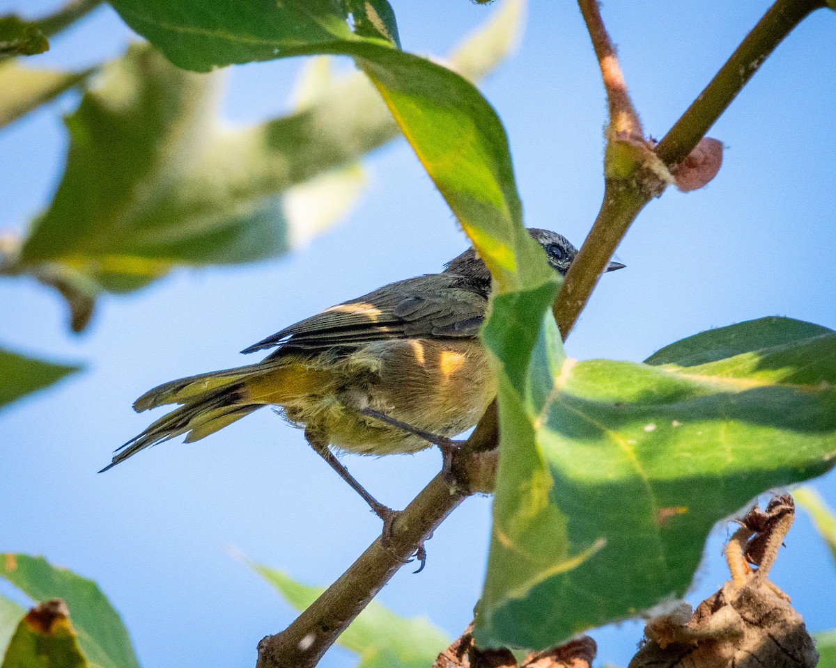 Common Yellowthroat - ML622143411