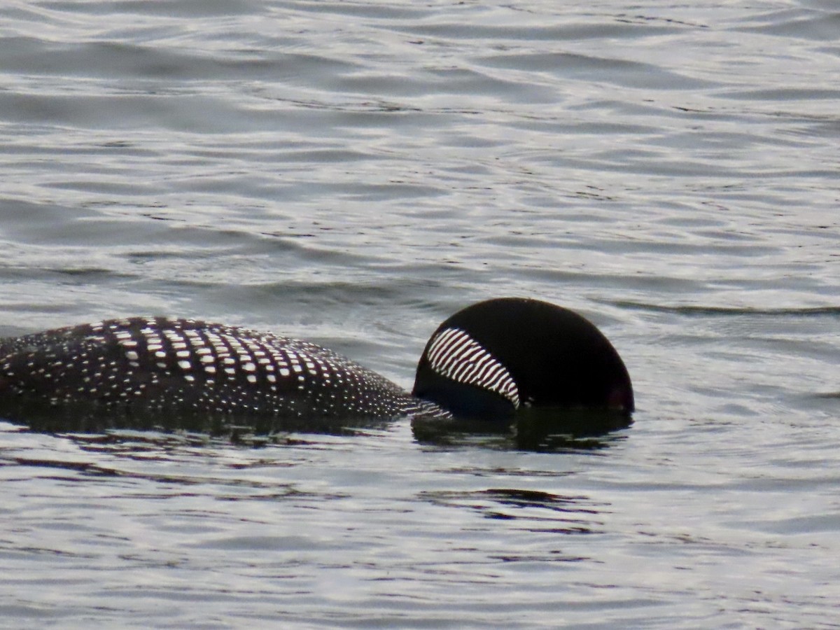 Common Loon - ML622143412