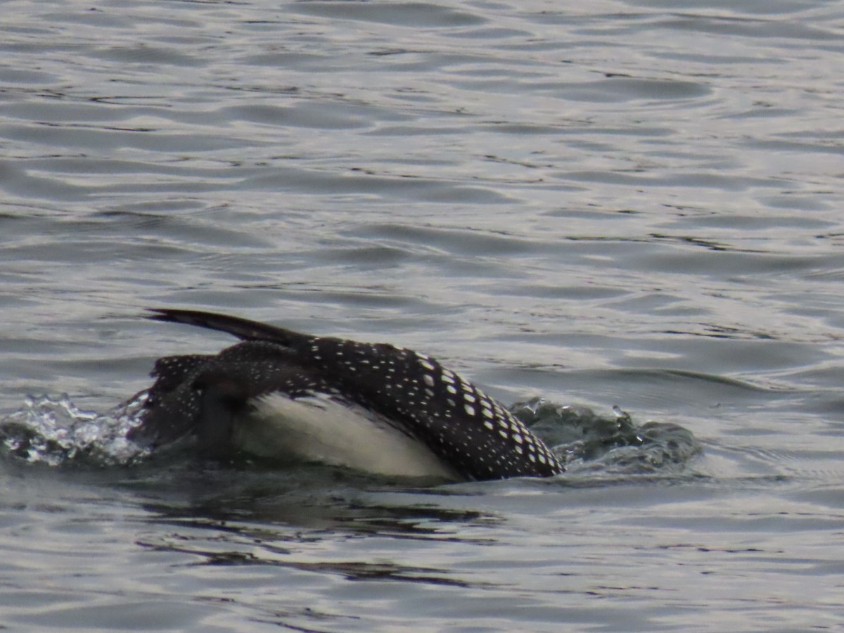 Common Loon - ML622143413