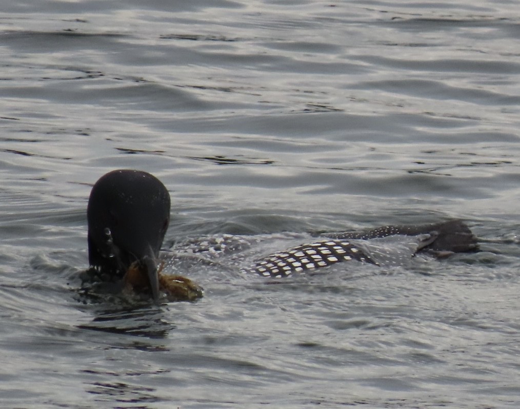 Common Loon - Ericka Albright