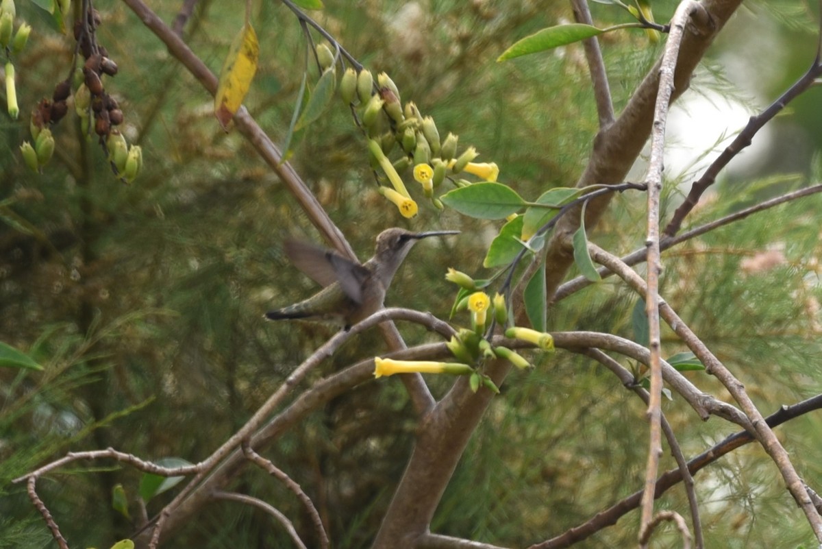 Black-chinned Hummingbird - ML622143415