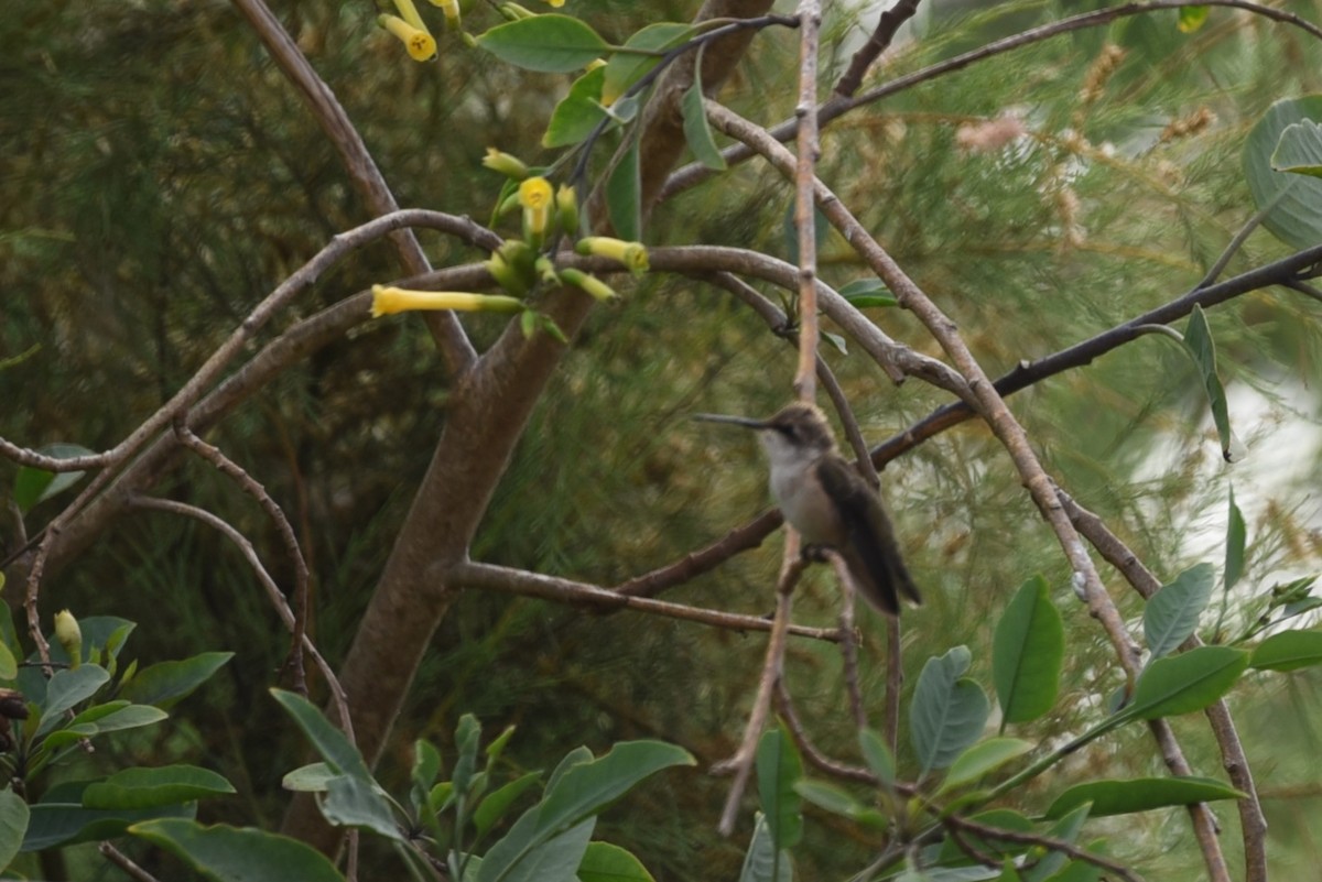 Black-chinned Hummingbird - ML622143416