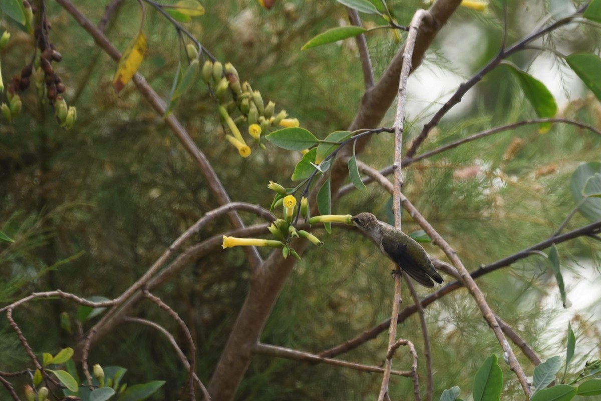 Black-chinned Hummingbird - ML622143417