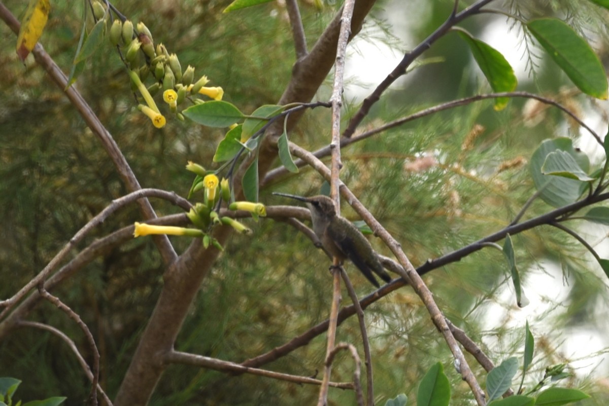 Black-chinned Hummingbird - ML622143418