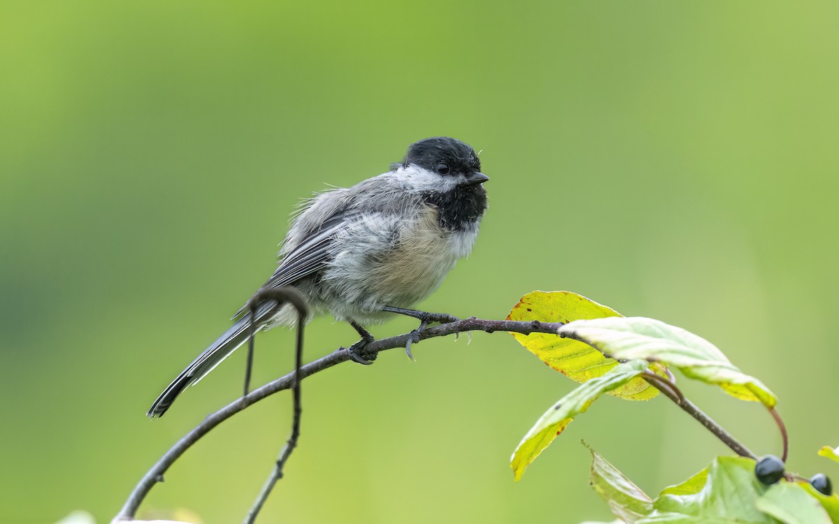 Black-capped Chickadee - ML622143420