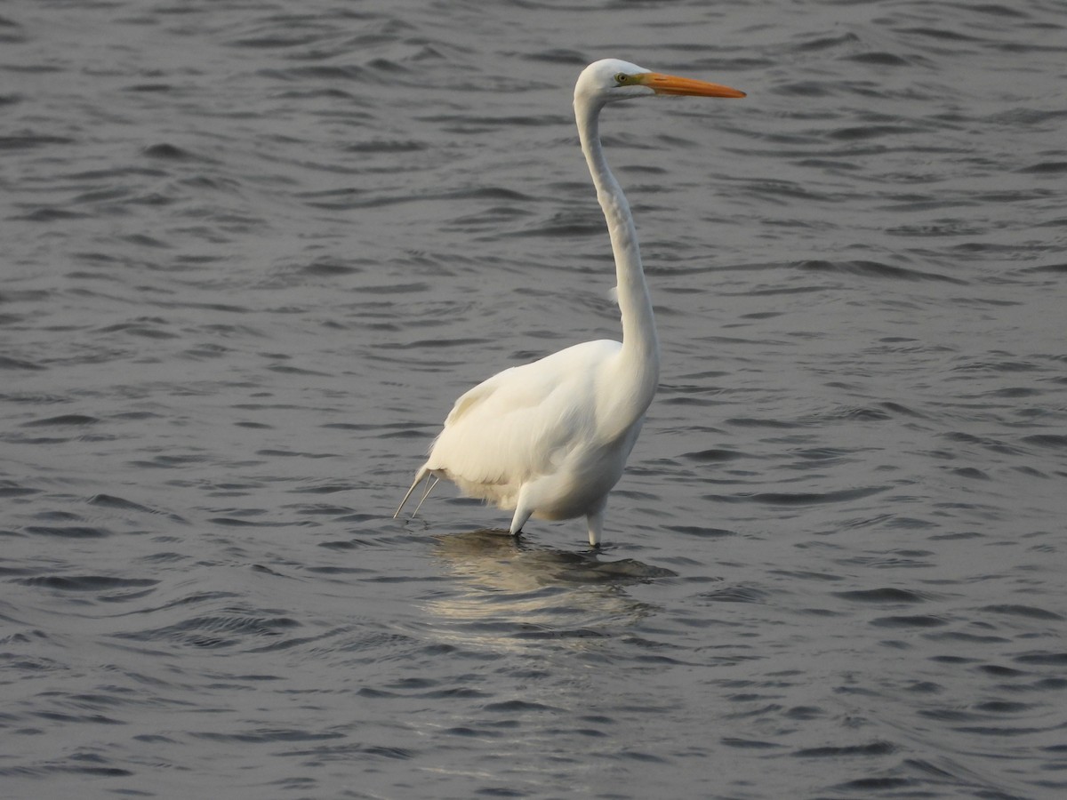 Great Egret - Más Aves