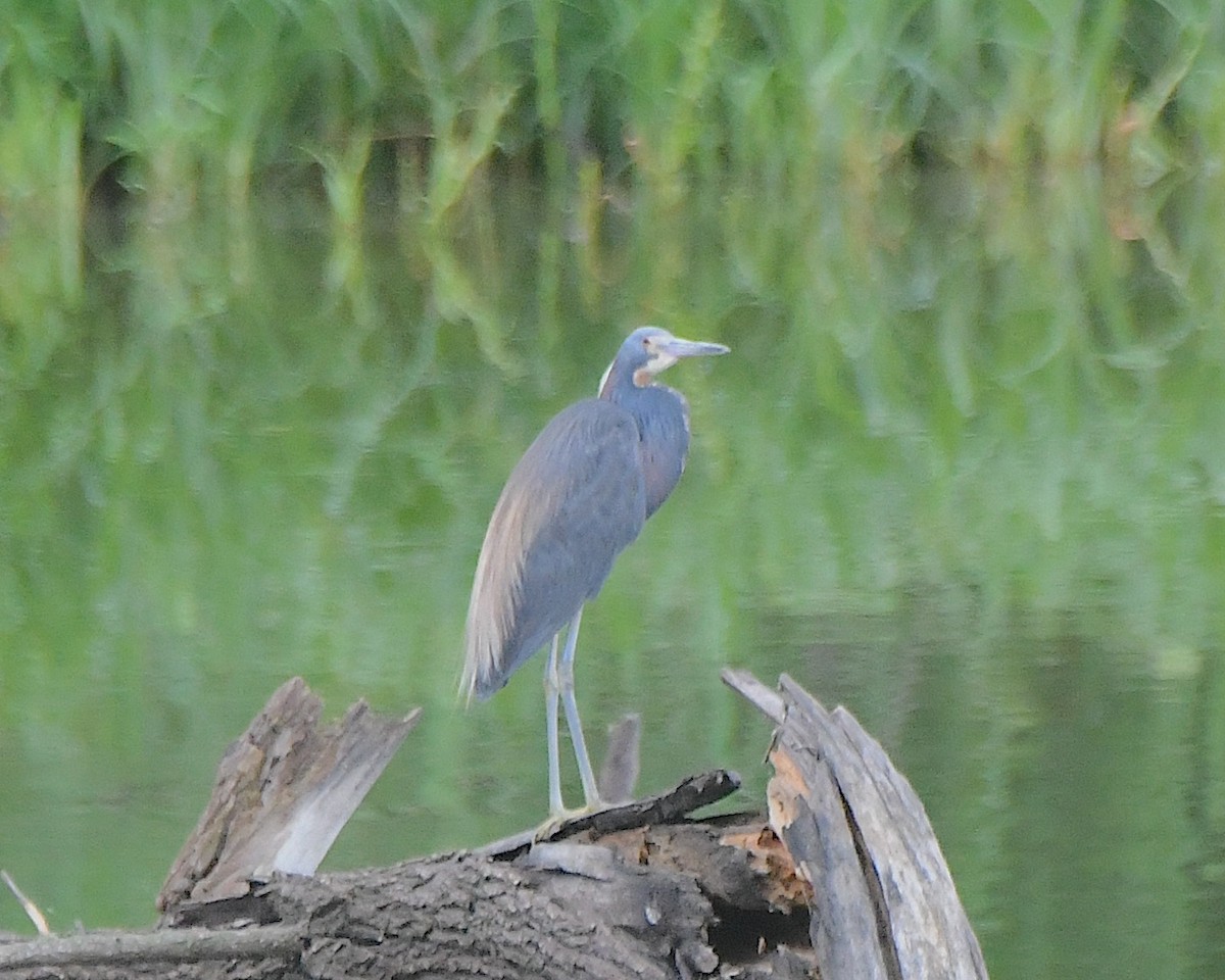 Green Heron - ML622143422