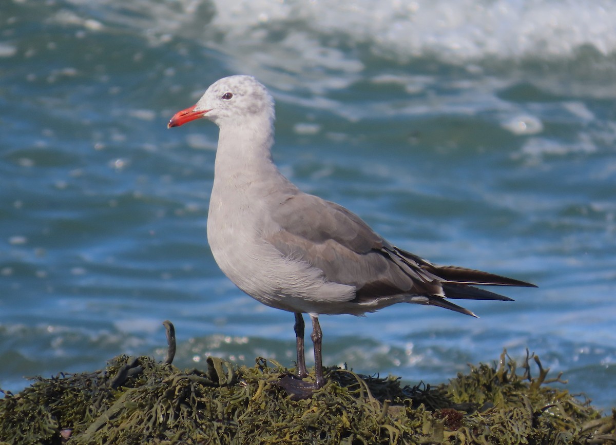 Heermann's Gull - ML622143423