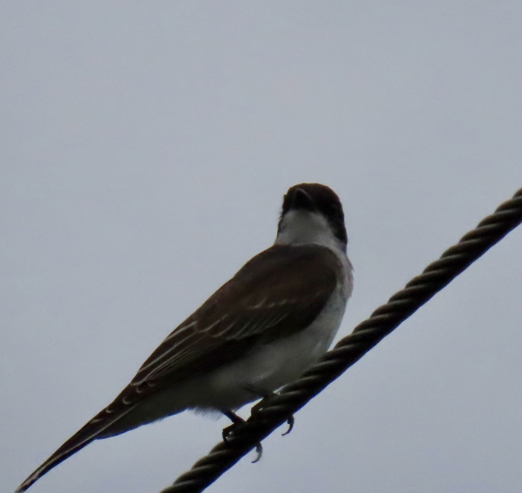 Eastern Kingbird - ML622143424