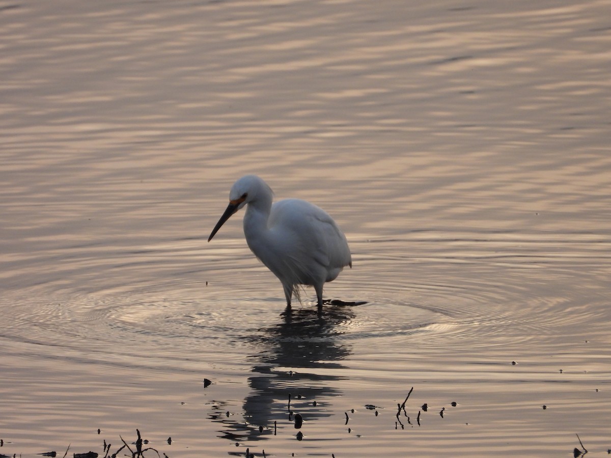 Snowy Egret - ML622143426