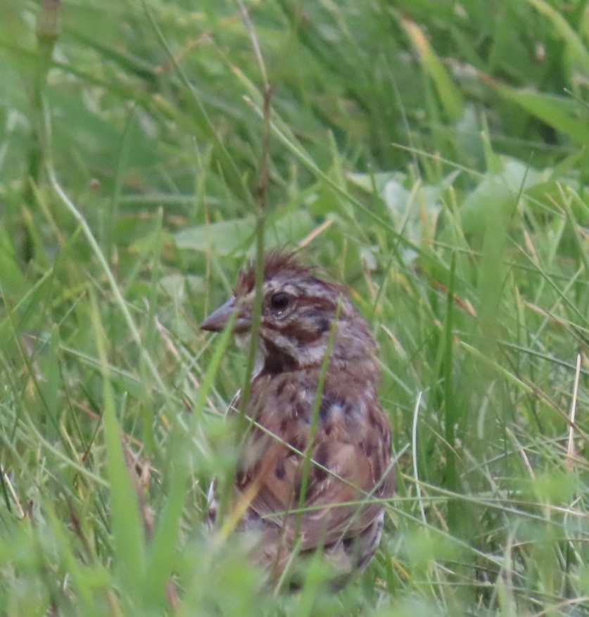 Song Sparrow - ML622143428