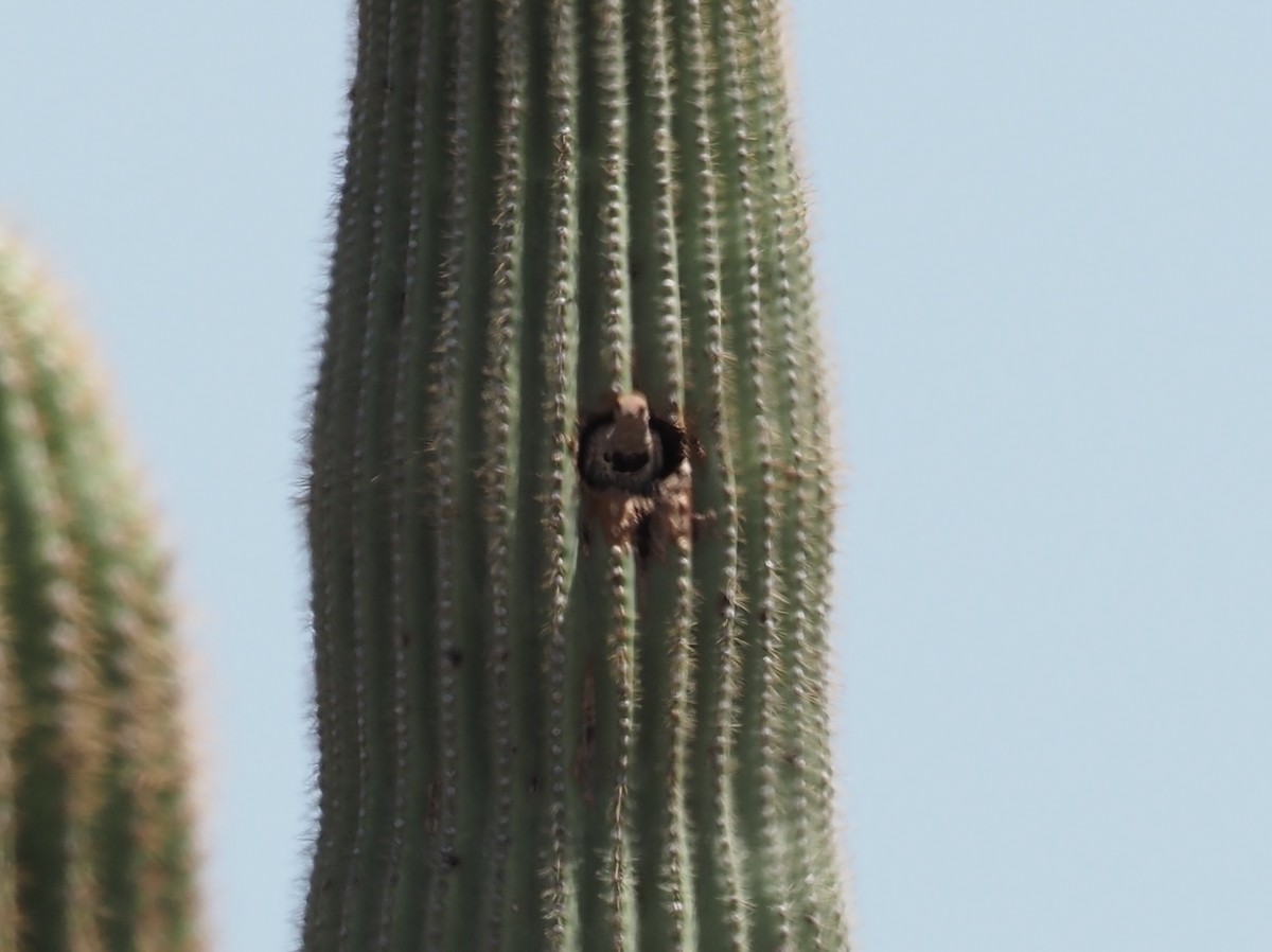 Gilded Flicker - ML622143429