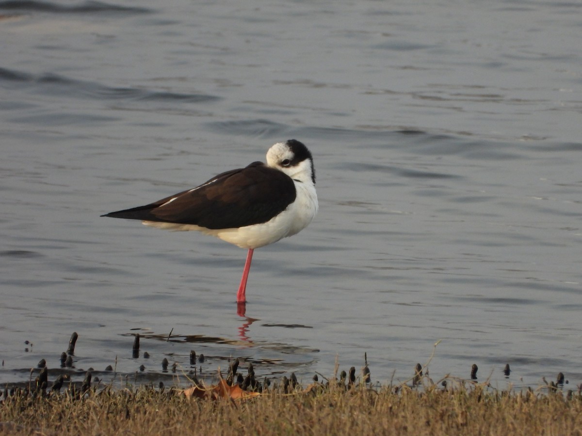 Black-necked Stilt - ML622143430