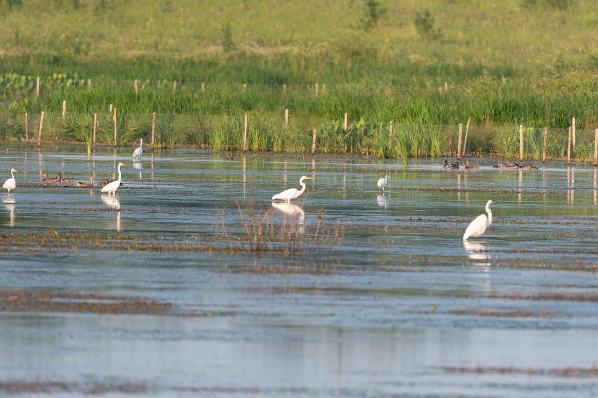 Great Egret - ML622143431