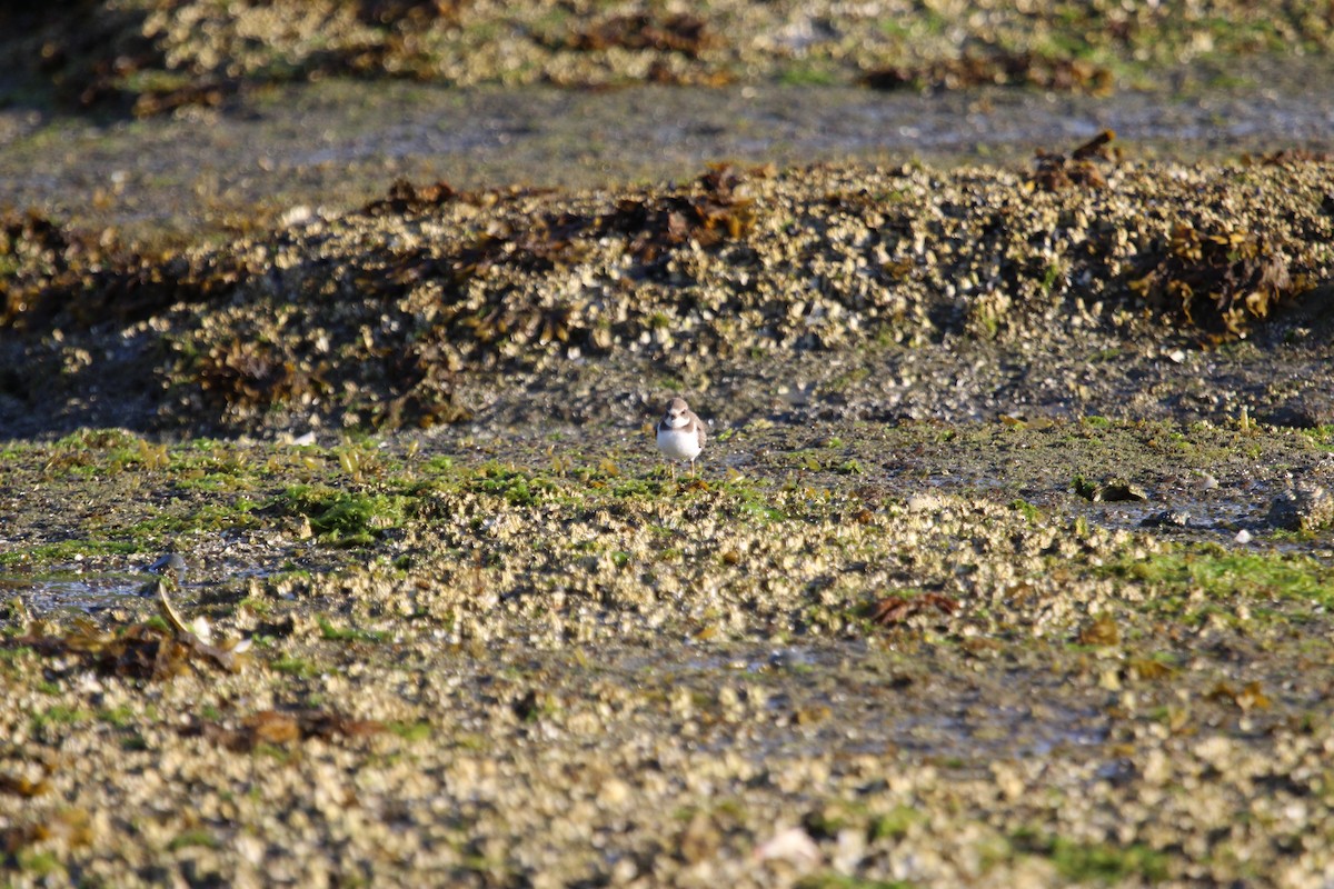 Semipalmated Plover - ML622143433