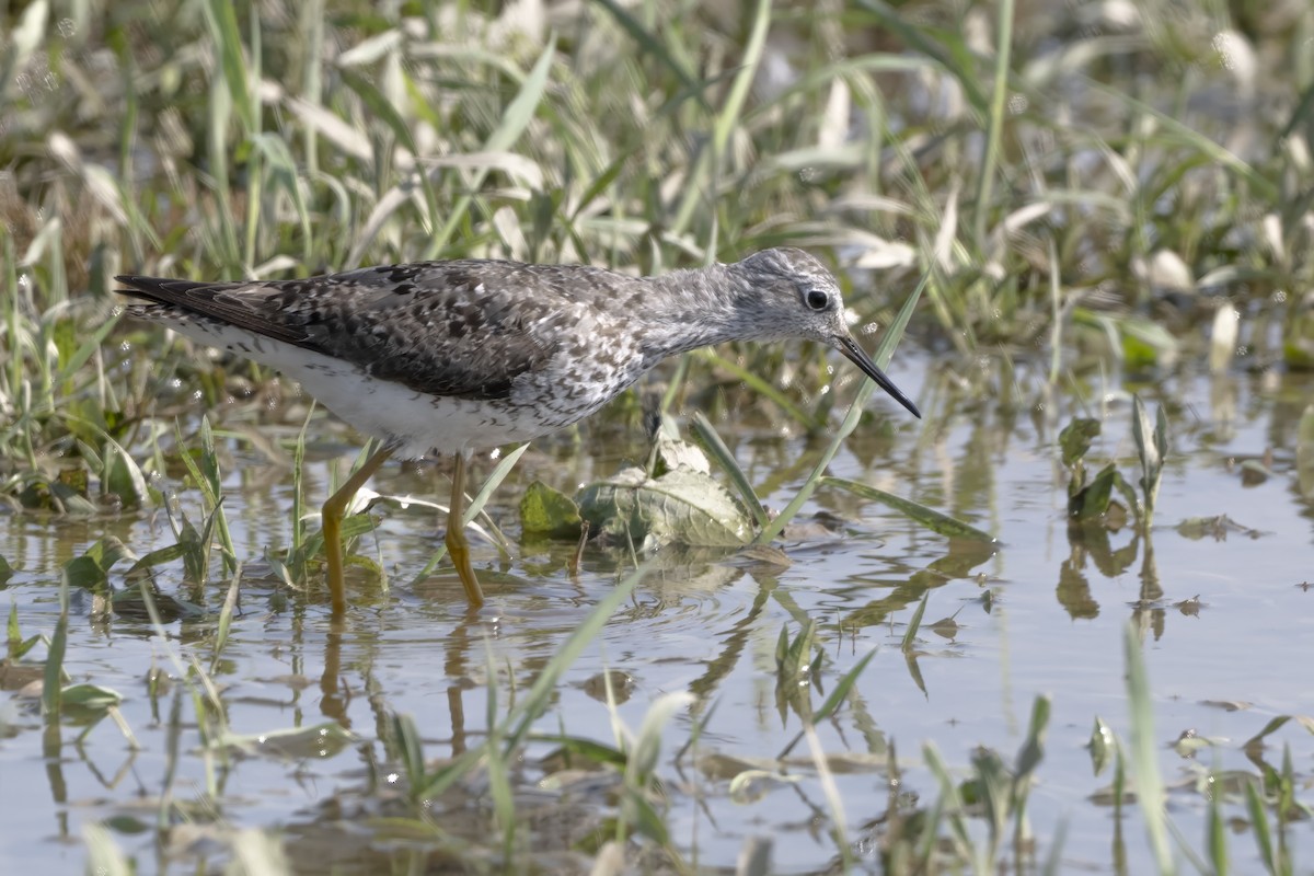 Lesser Yellowlegs - ML622143436