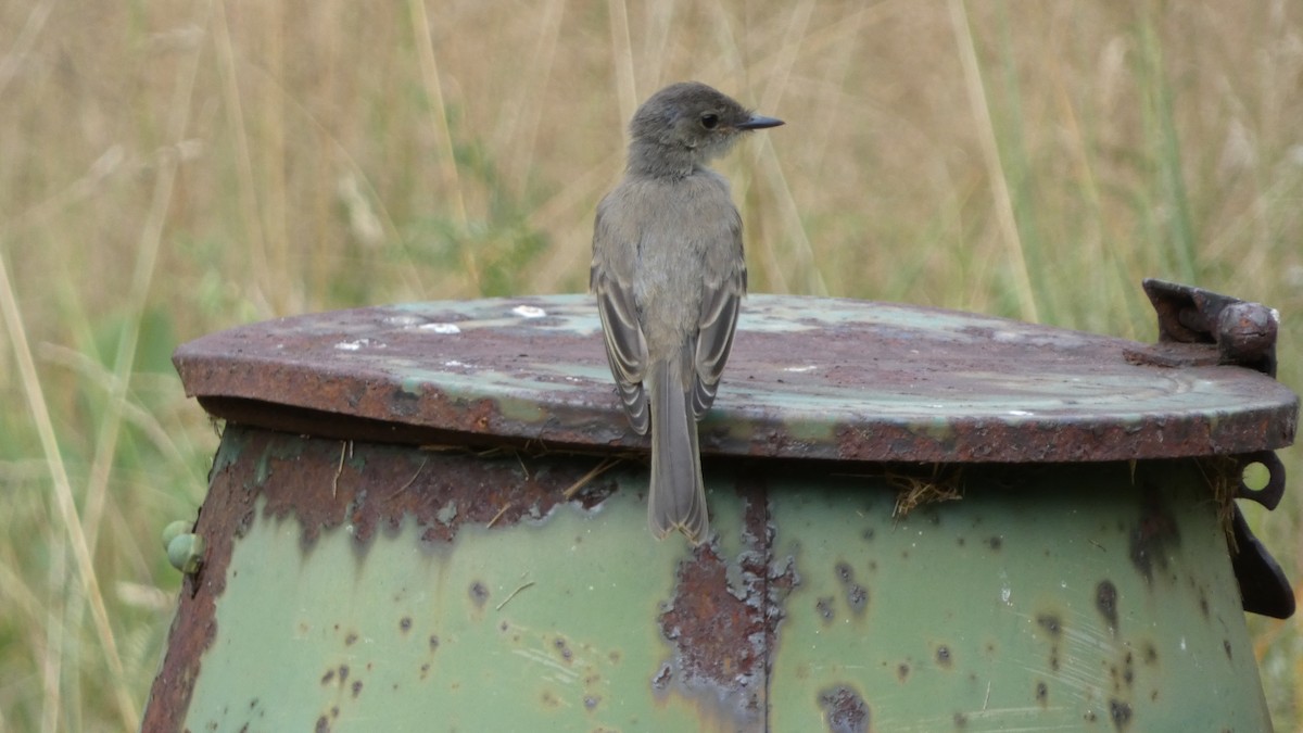 Eastern Phoebe - ML622143439