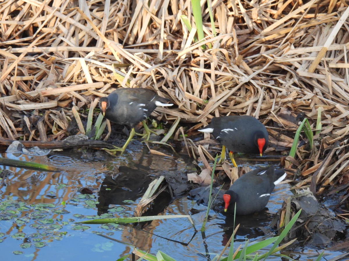 Common Gallinule - ML622143440