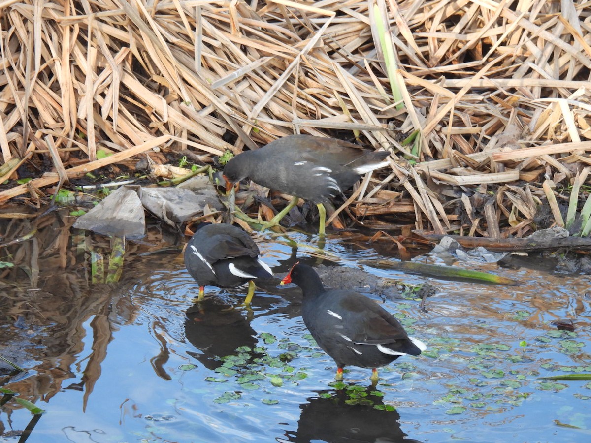 Common Gallinule - ML622143441