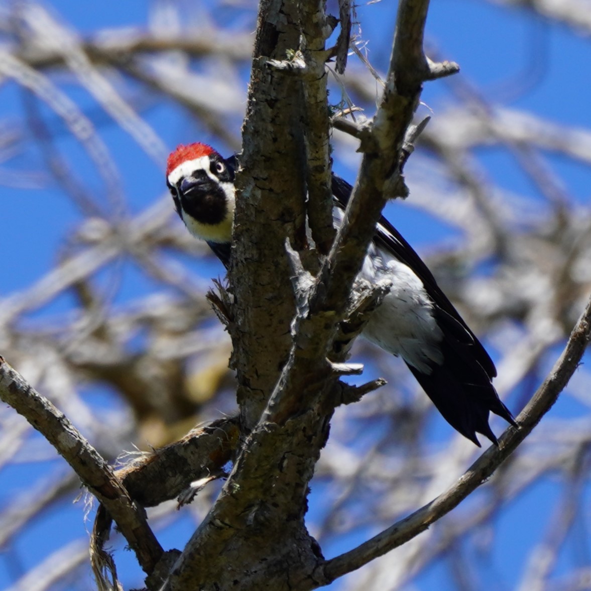 Acorn Woodpecker - ML622143506