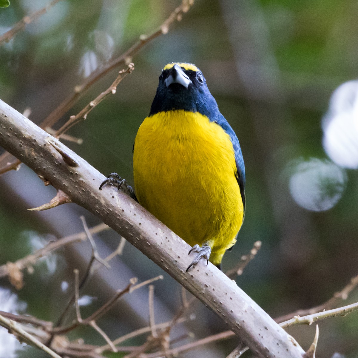 Green-throated Euphonia - ML622143507