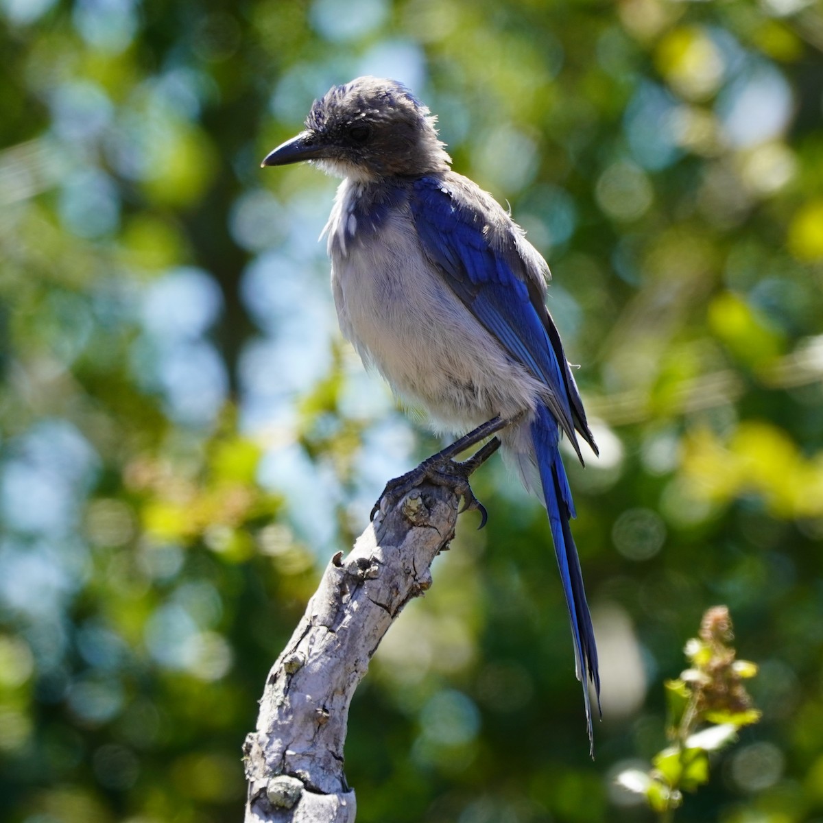 California Scrub-Jay - ML622143512