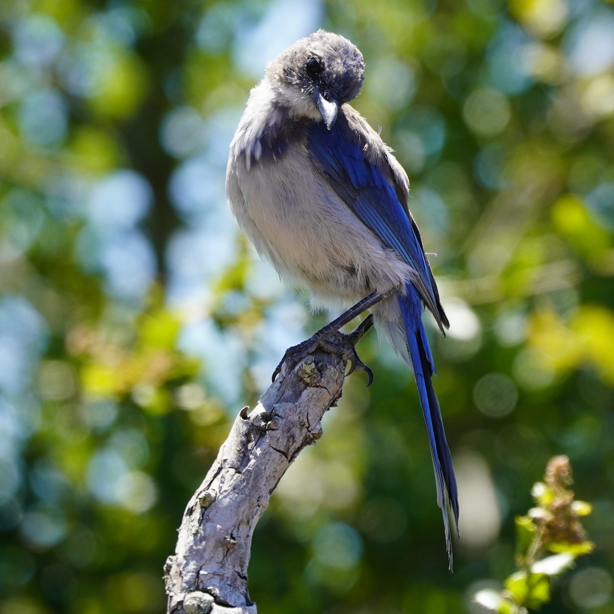 California Scrub-Jay - ML622143513